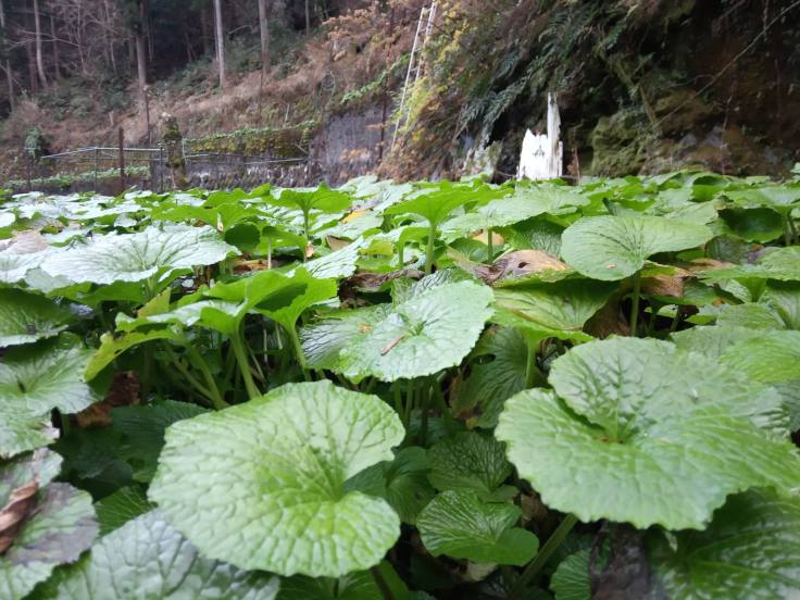 82008769_1910287439104434_3520391792665034752_n